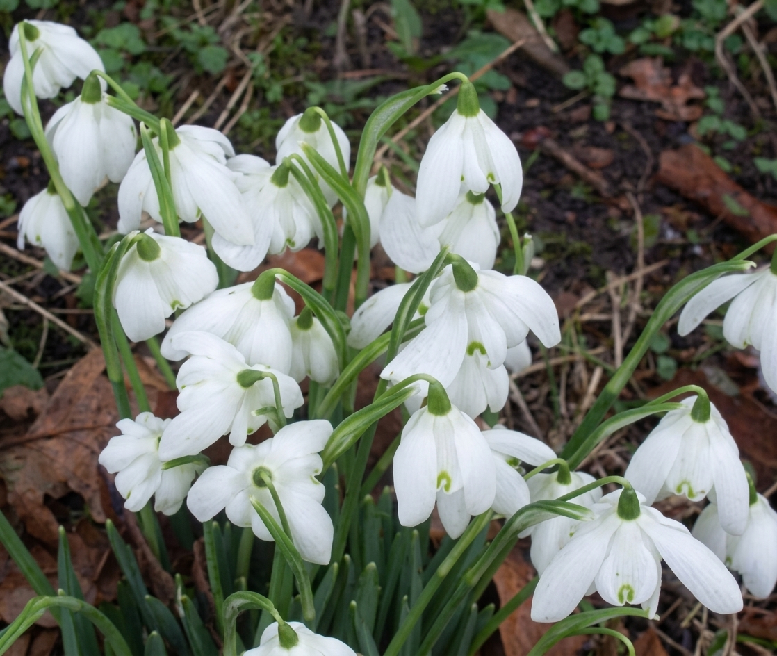 Galanthus nivalis 'Flore Pleno'
